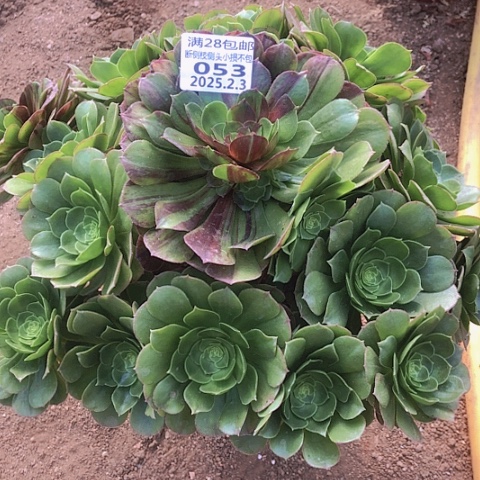 2.3-53万圣夜多肉植物