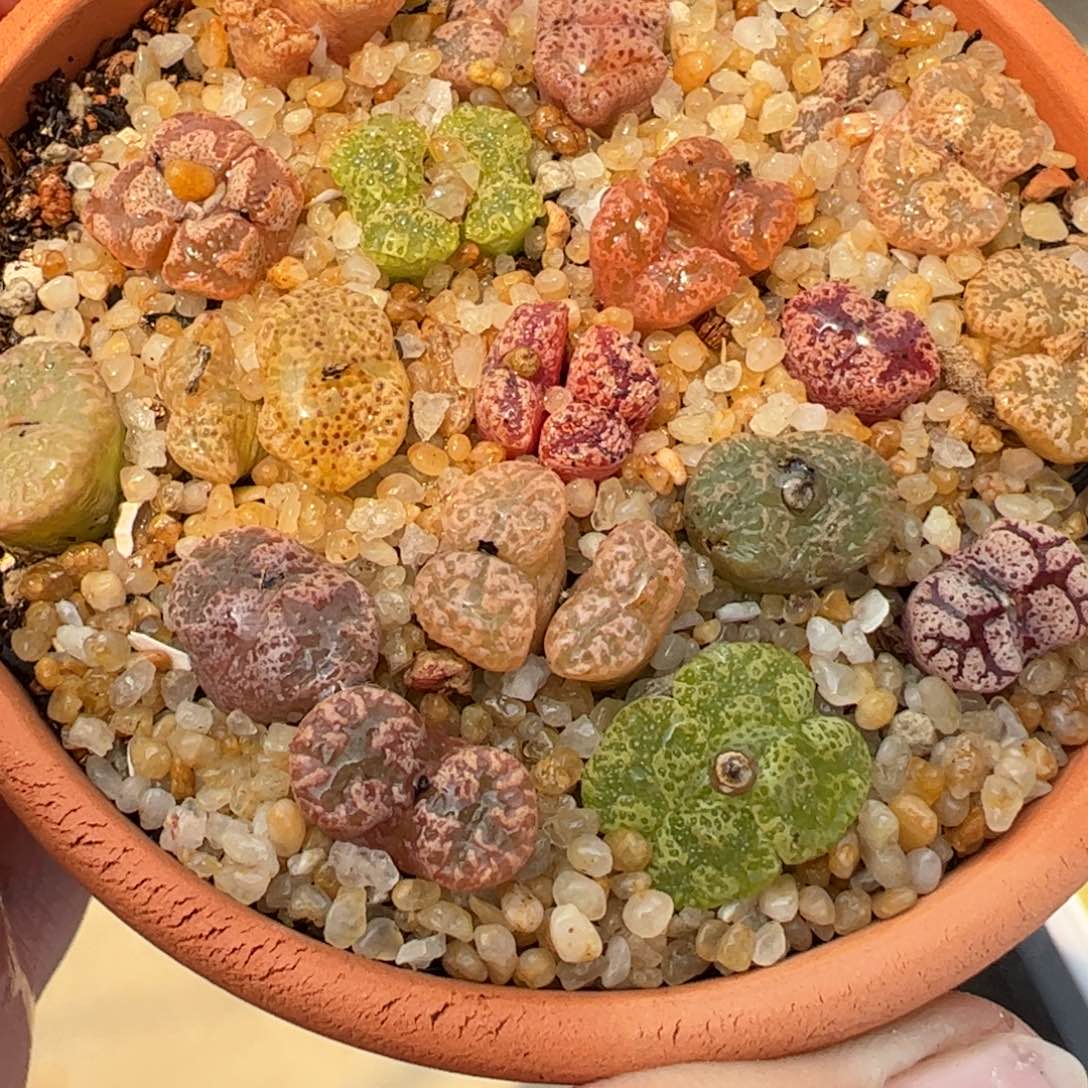 536多肉植物百科