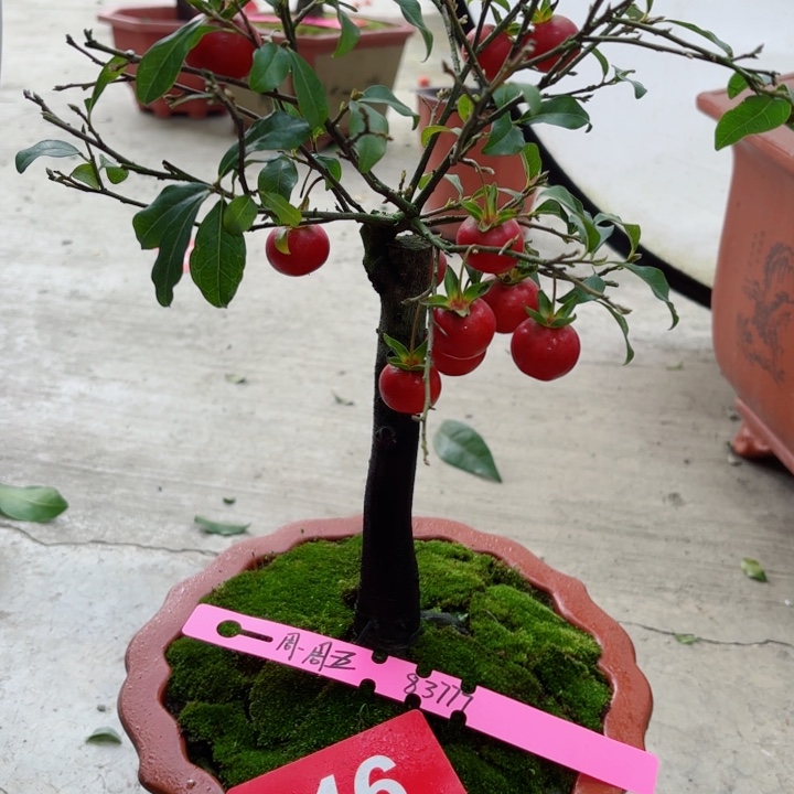 无花朵周**五金弹子盆景树