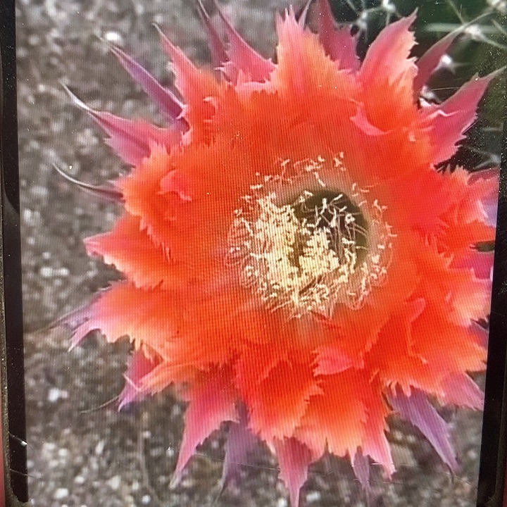 凤羽7号侧芽一个包邮