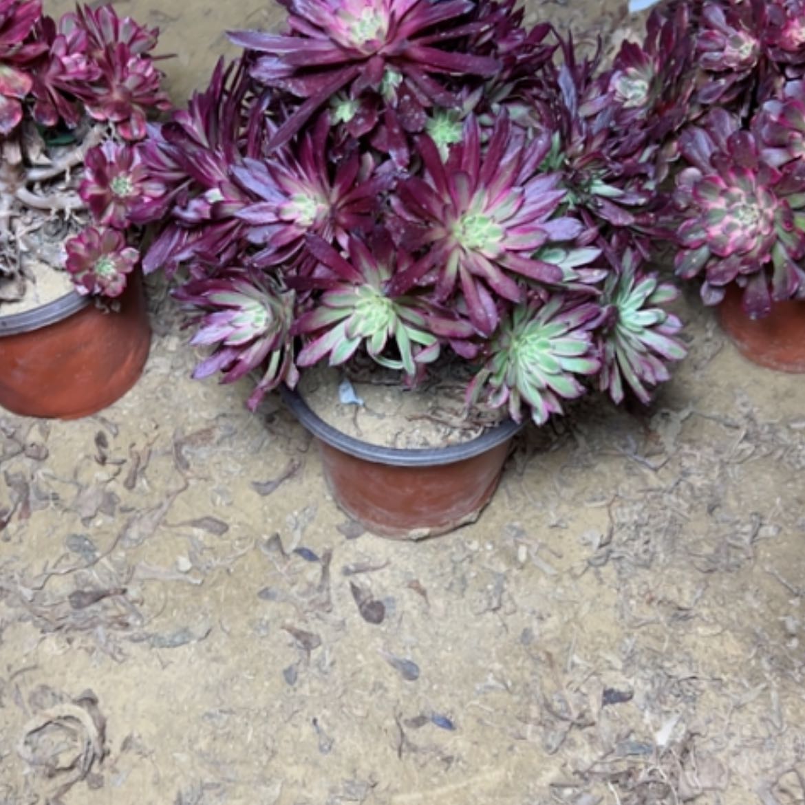 【闪购商品】多肉植物红胭脂50