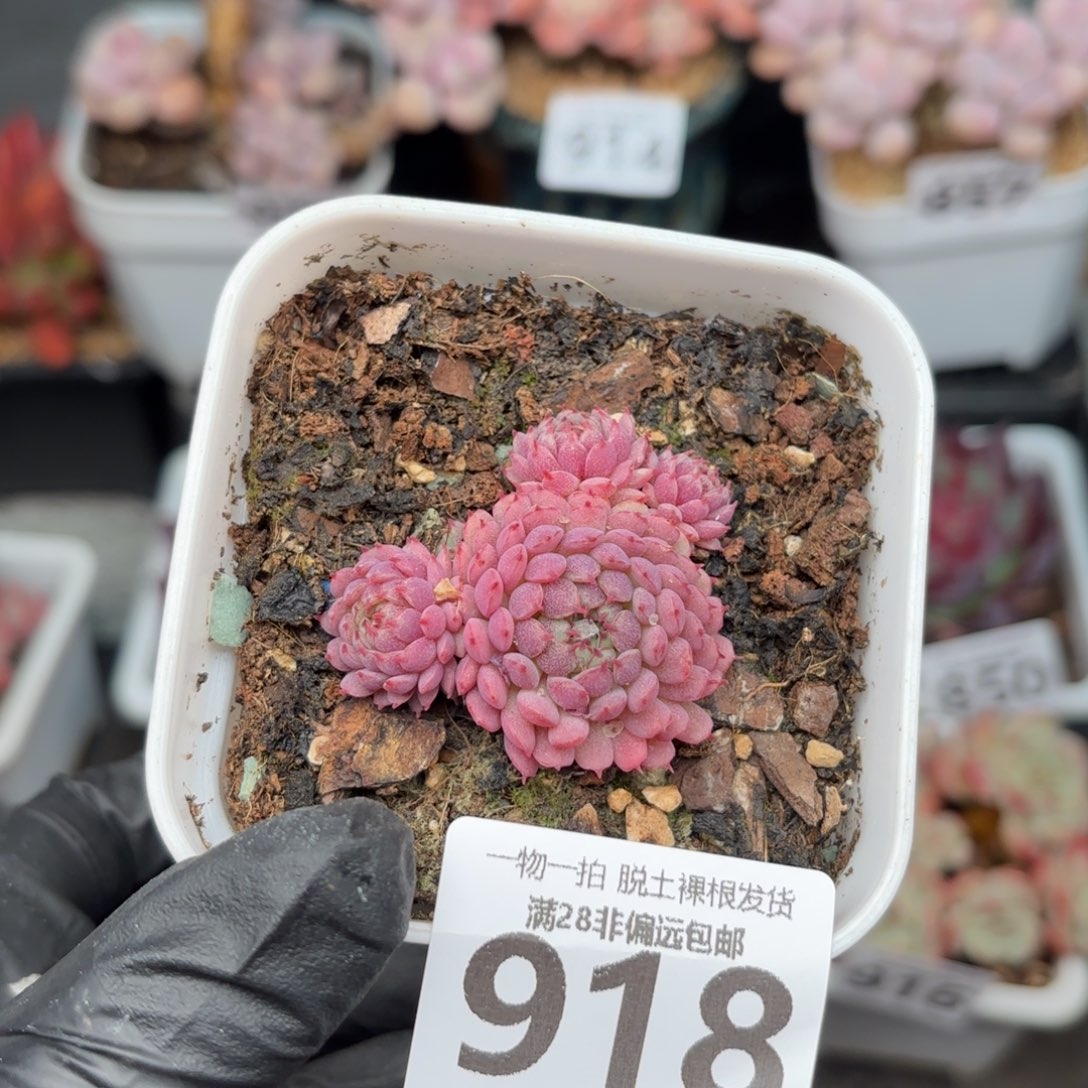 小红衣无盆土发货