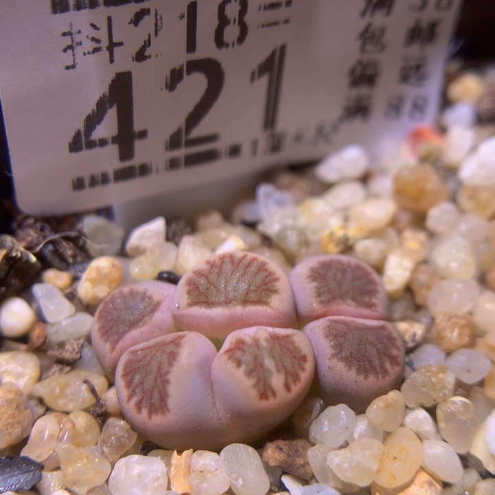 精品生石花218.421