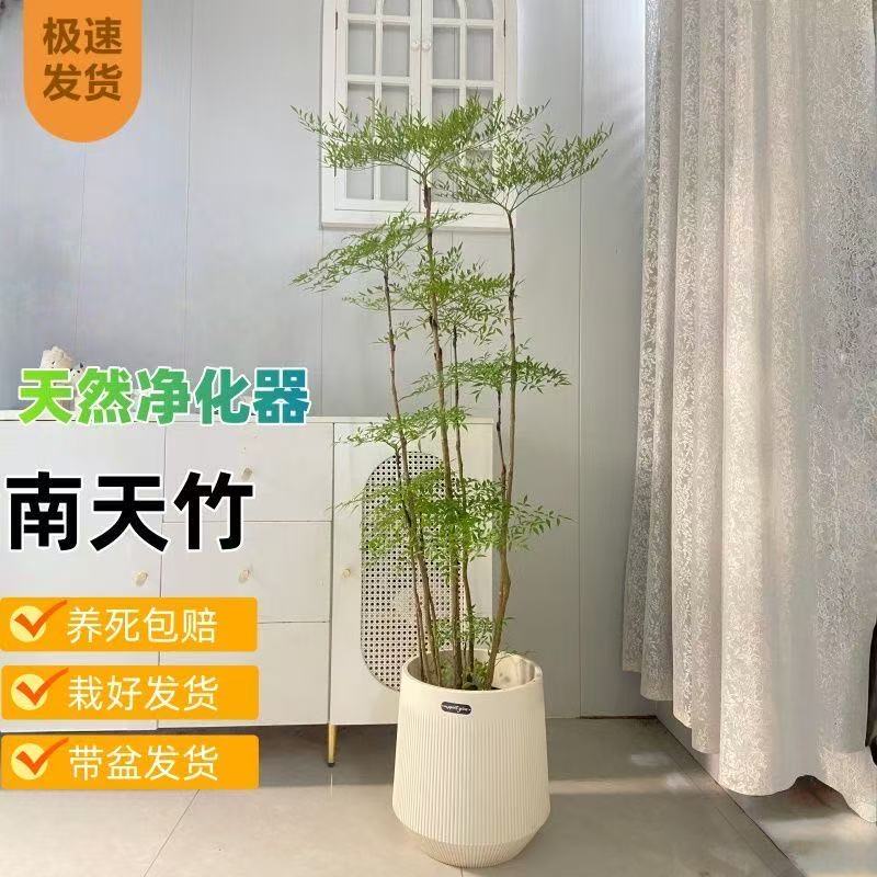 【首单直降】老桩多头南天竹带土球发货原土原根室内办公室阳台