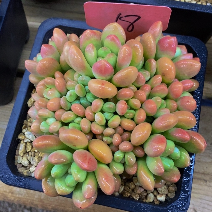 这么多小东西怎么这么好笑