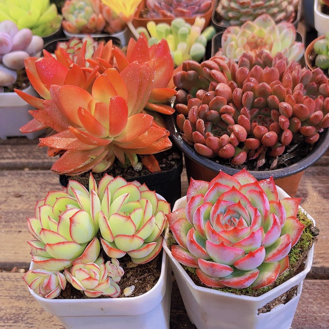 牡丹亭➕侧影➕火祭群➕大红宝石