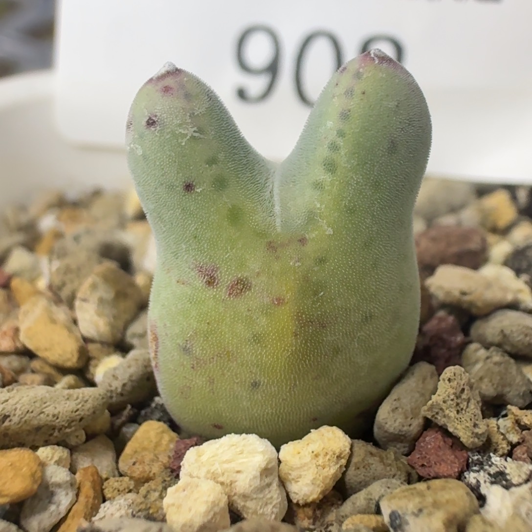 902 园艺985猪蹄。