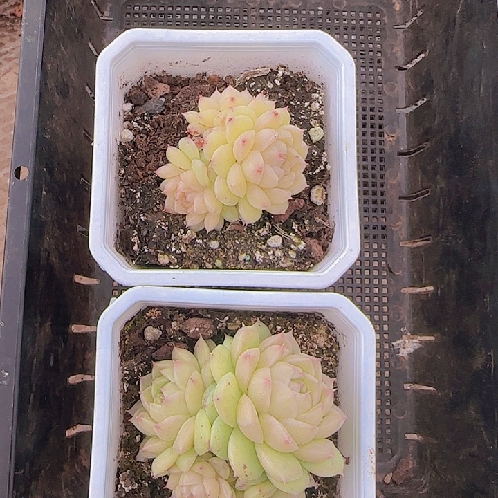 Q*n花时光精品多肉40