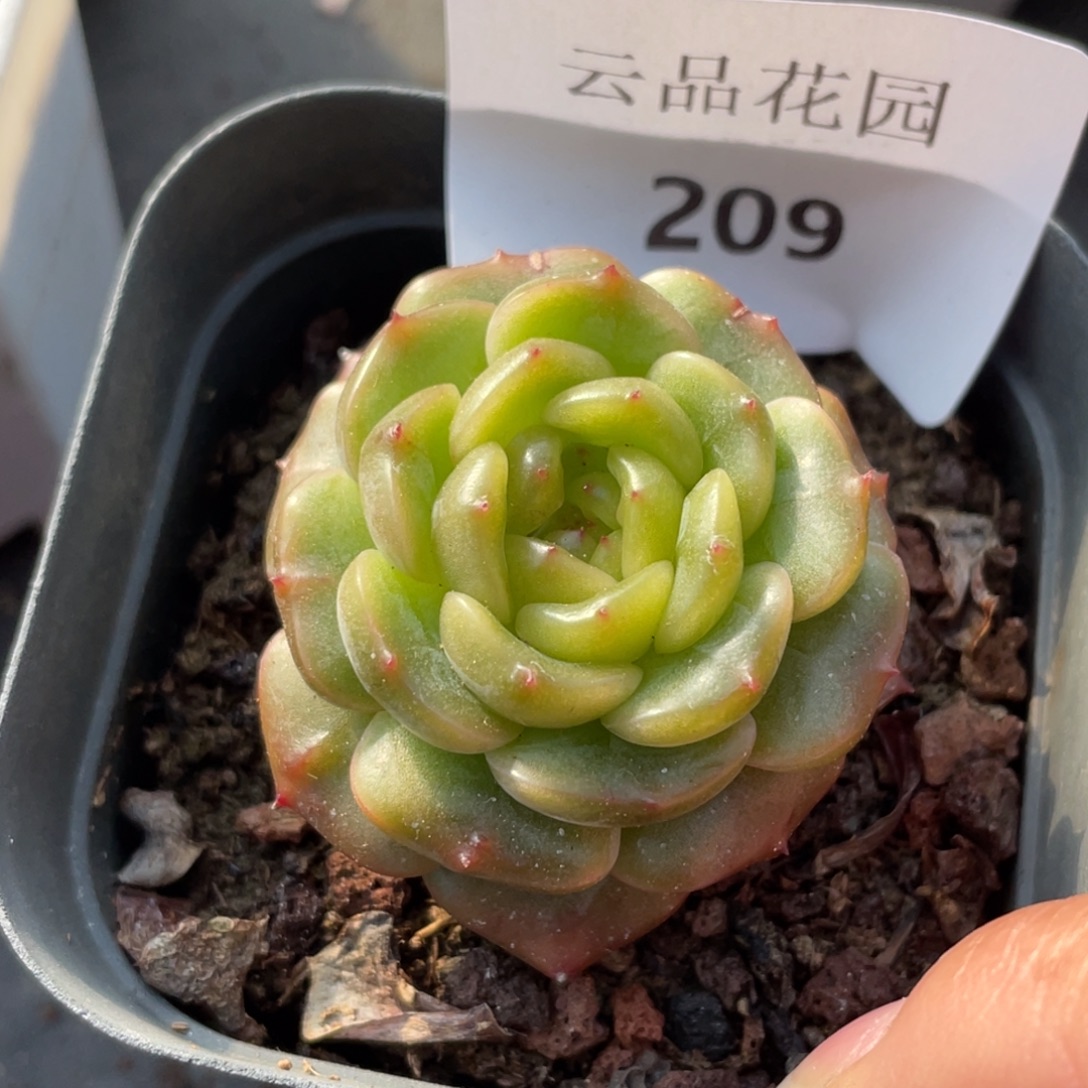 209号糖心冰心珍妮