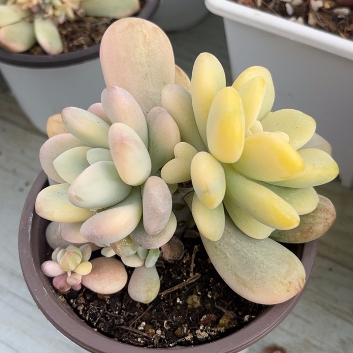 白洛神锦群生一颗价格