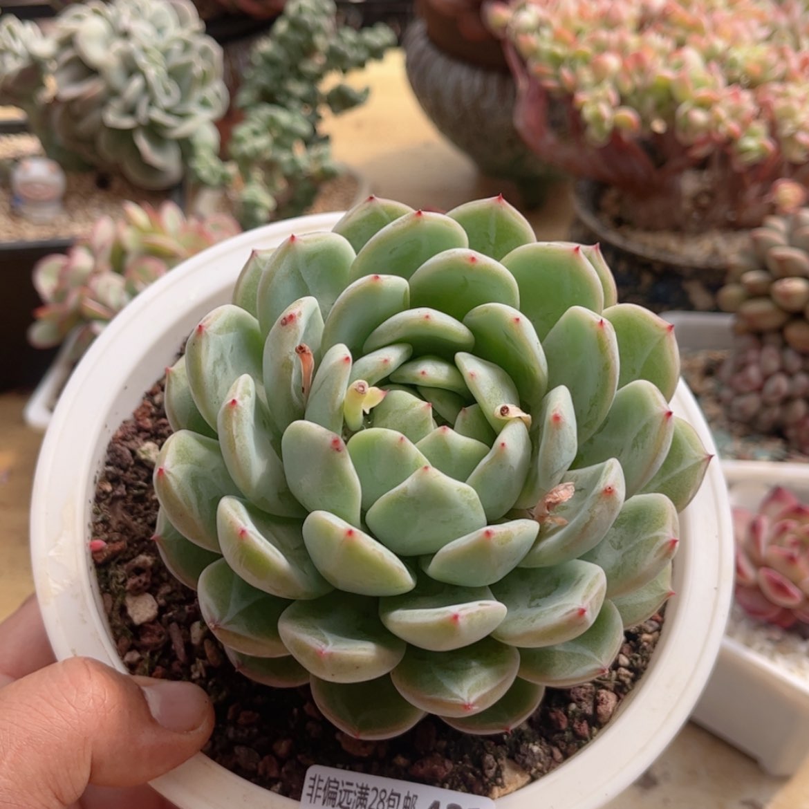 【闪购商品】421雪花珍妮