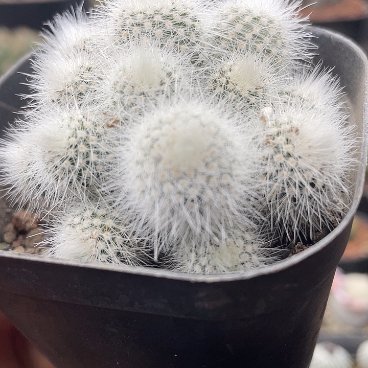 白小丁群一盆包邮