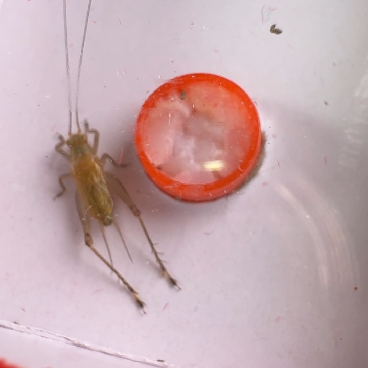 漂亮宽膀子一只合适