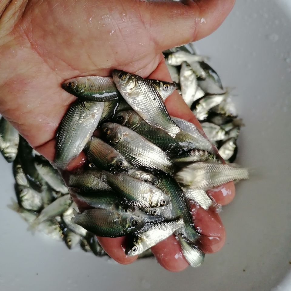 中科5号淡水养殖鲫鱼 银鲫 白鲫  高背麻鲫 简单好养淡水观赏鲫鱼