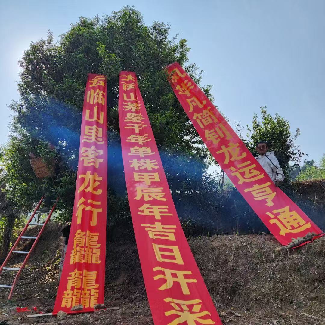 2025年澜沧奇纵茶皇树头春【普洱生茶】