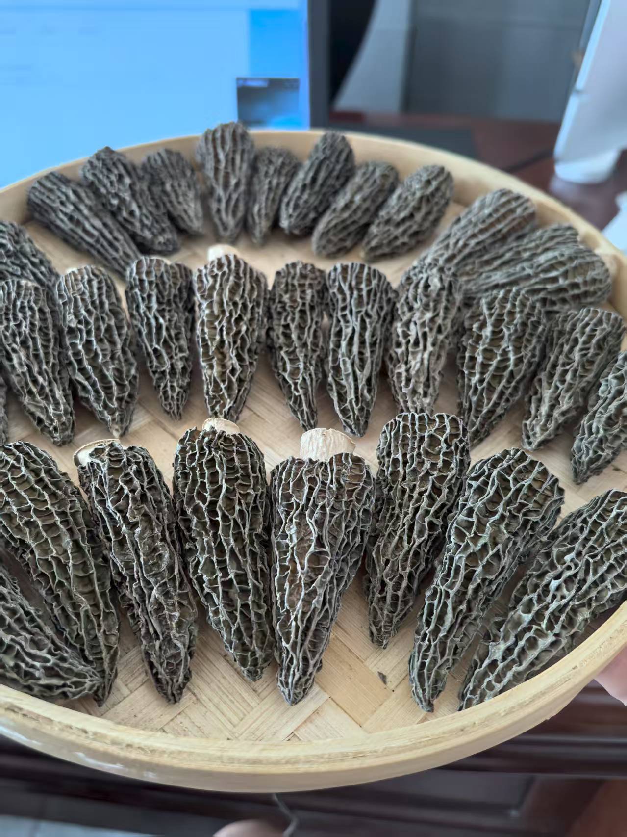 甘孜林地种植【全剪柄光帽】头茬新货羊肚菌精品干货肉厚煲汤鲜美