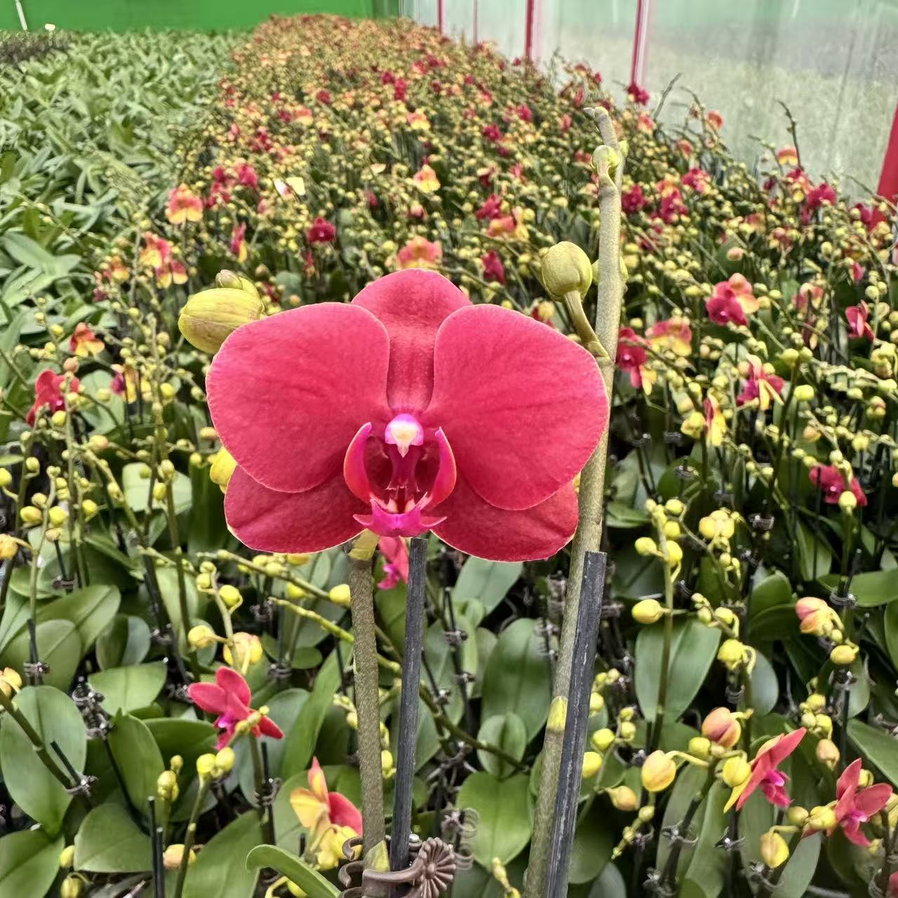 精选蝴蝶兰【红金桔】红色蝴蝶兰盆栽花卉 室内花卉绿植 基地直发