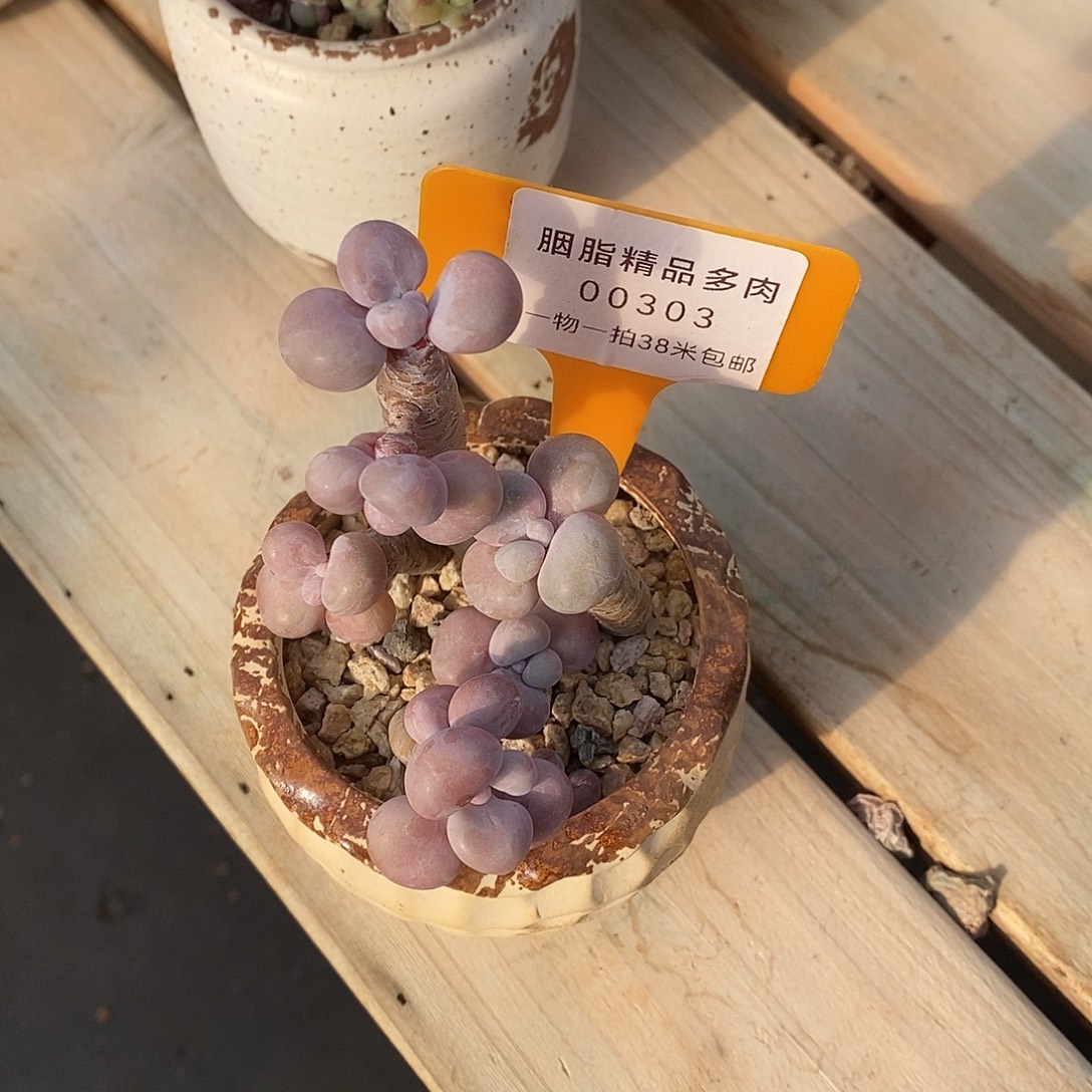 303头莉莉咯偶哦哦哦哦哦