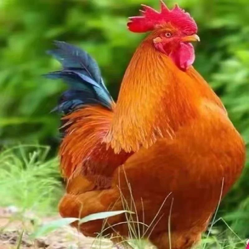 【活禽专线】大种九斤红10只整鸡生鲜发货肉质紧实鲜美多汁现活现发