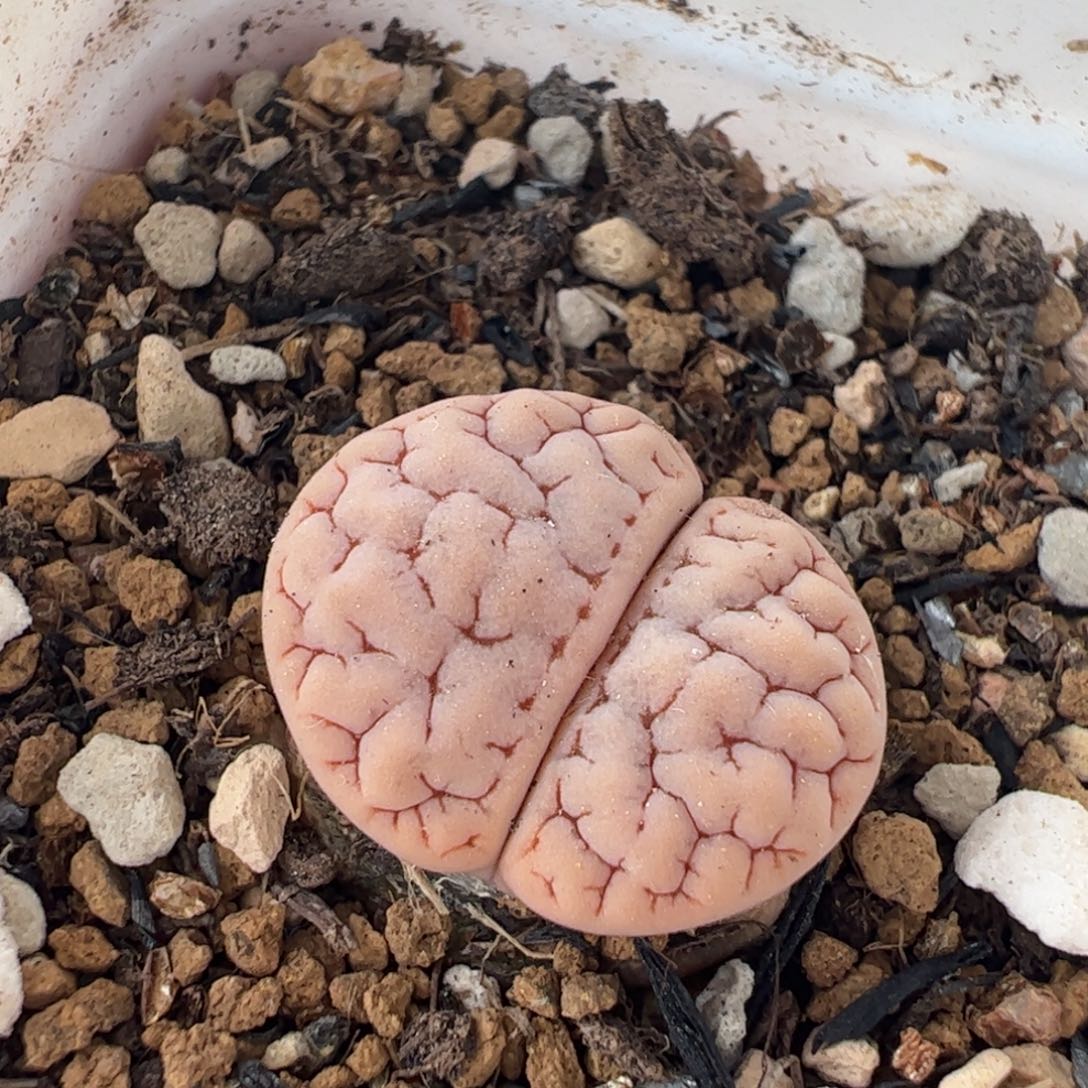 665多肉植物百科