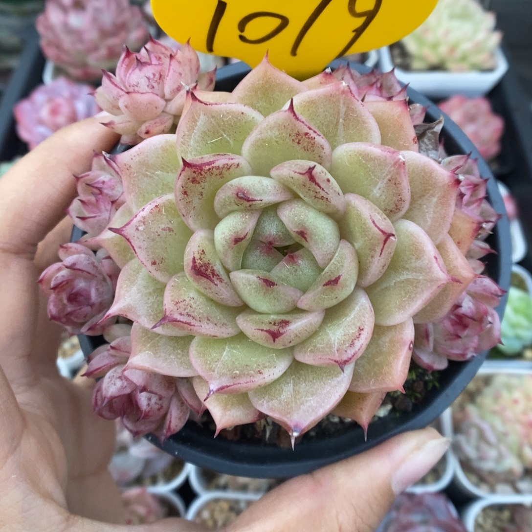 油透血斑麦秆群生1019号