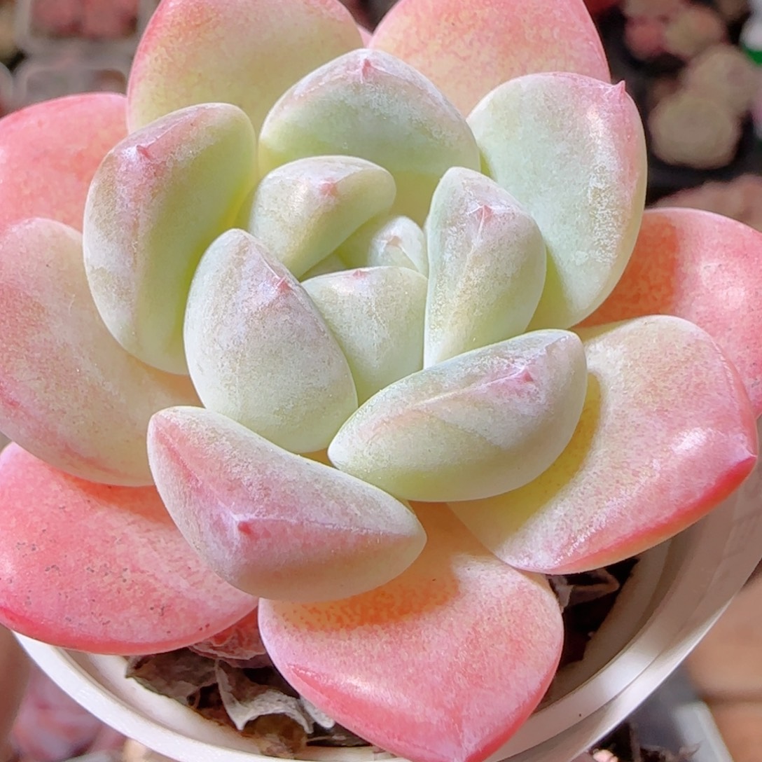 花语多肉1206-138溏心