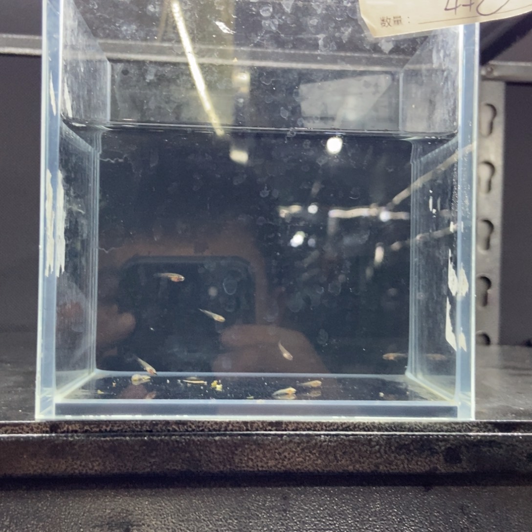 斗鱼包活不包损所见即所得400