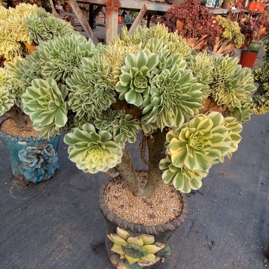 无花朵迈巴赫朵缀