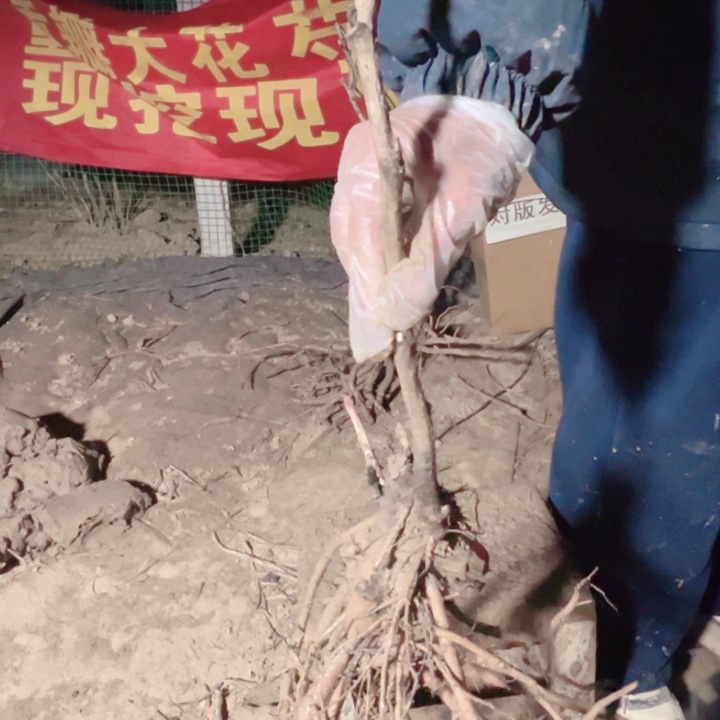 当前无花栽培后可以开花香玉