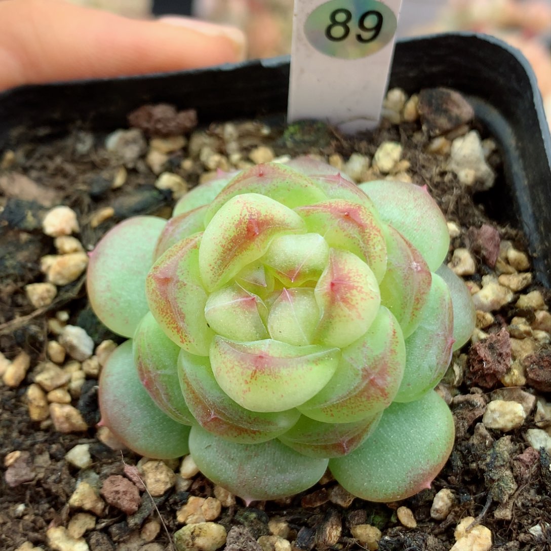 嘿嘿58包邮  群生不包整89