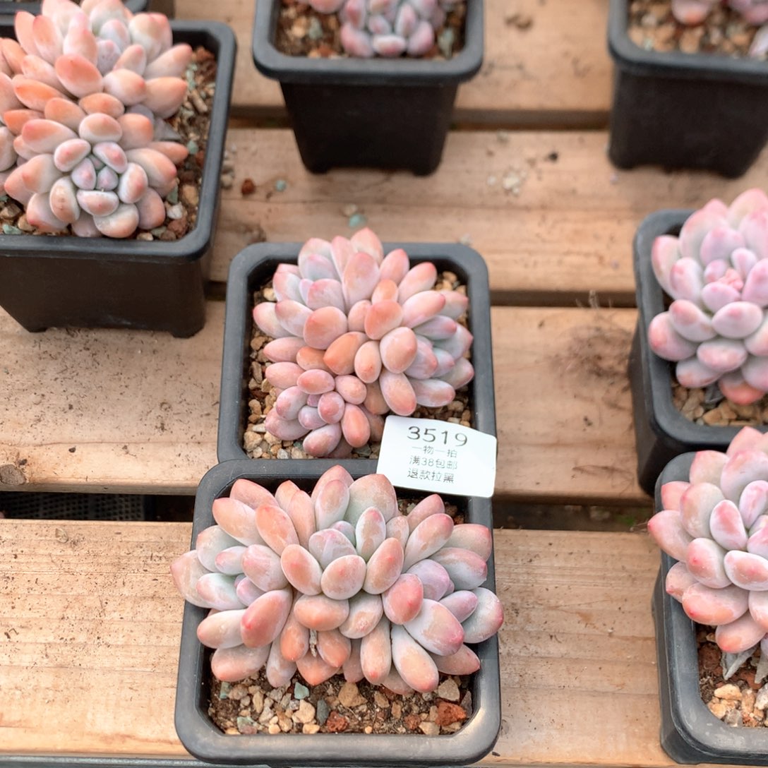 三头香水多肉两颗3519