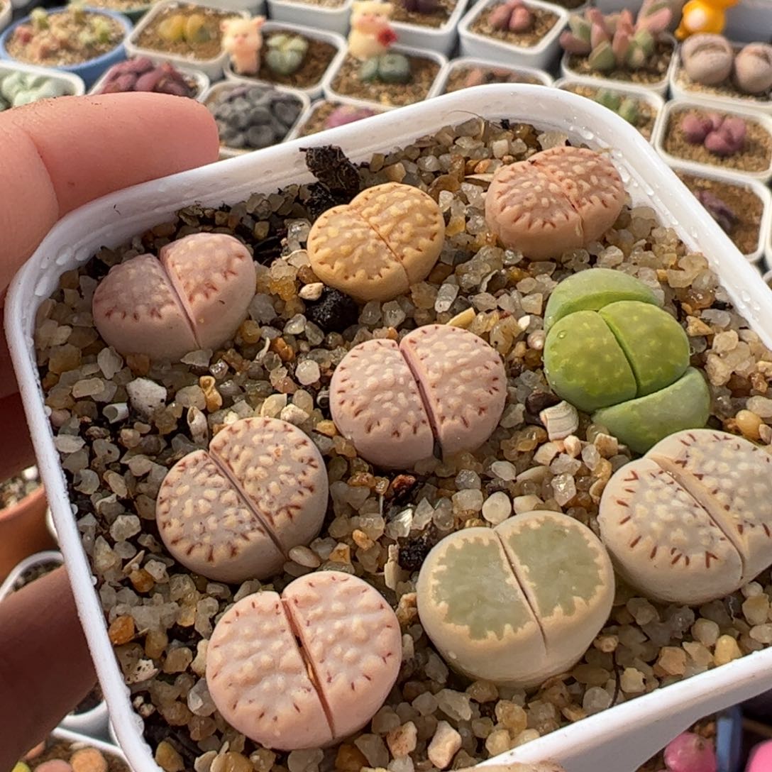 41多肉植物百科知识