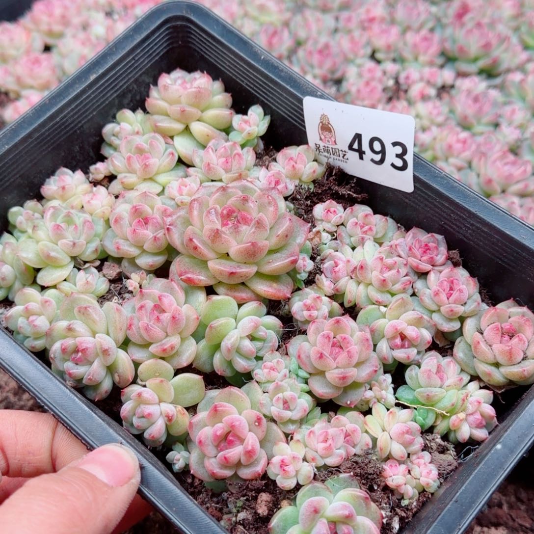 无***予多肉植物多肉植物