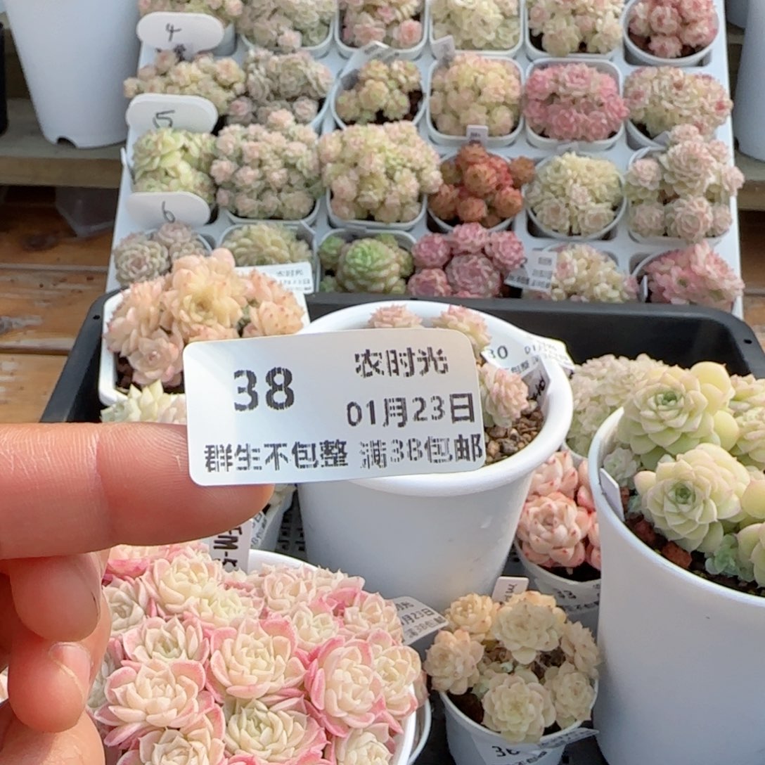 海***宝【闪购商品】0123-38（fm-57）