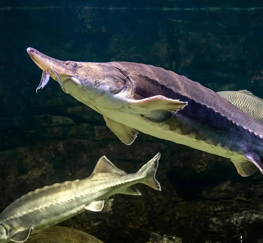 鲟龙鱼可观赏可饲养