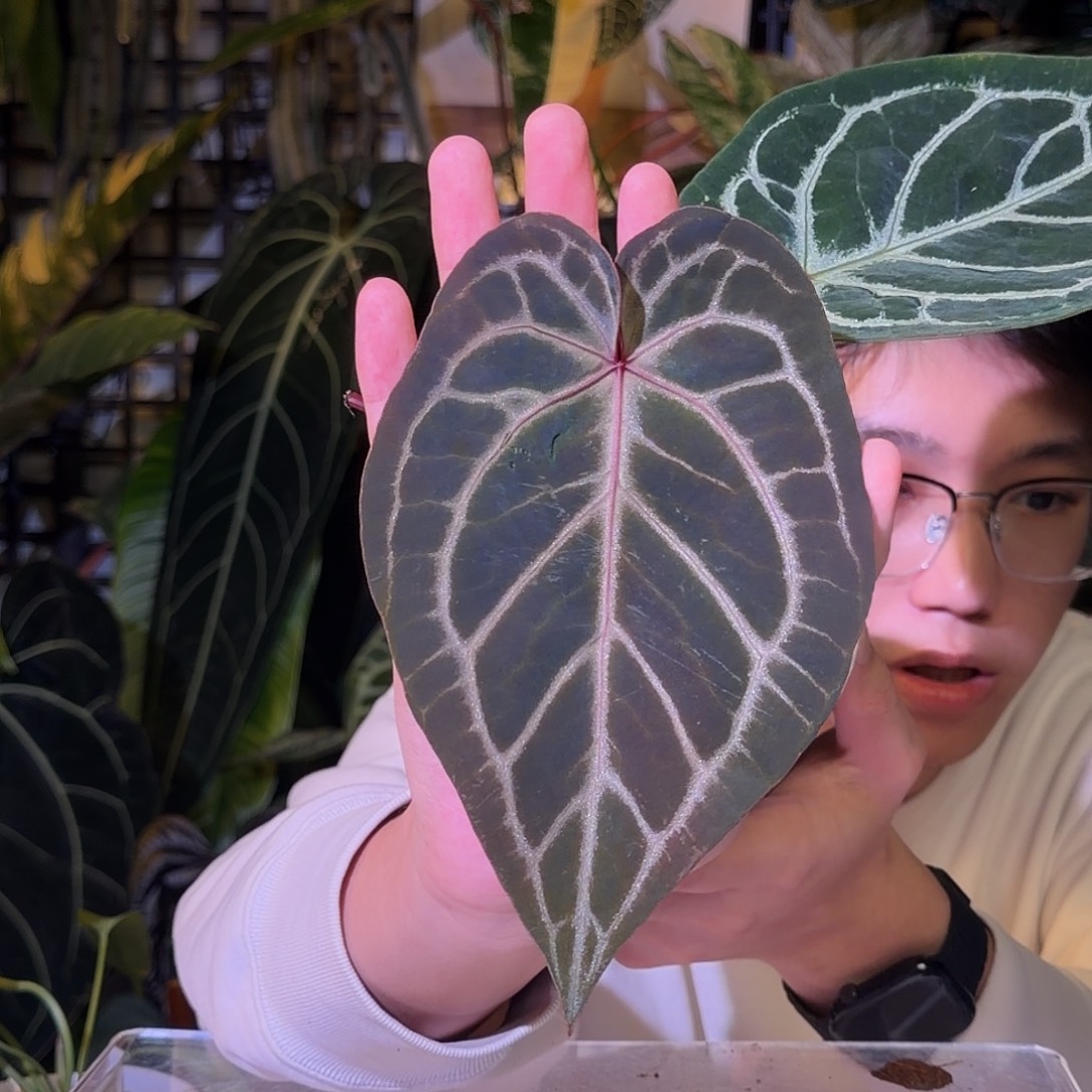 完全开放N171紫水晶杂神奇男孩 轻微叶损