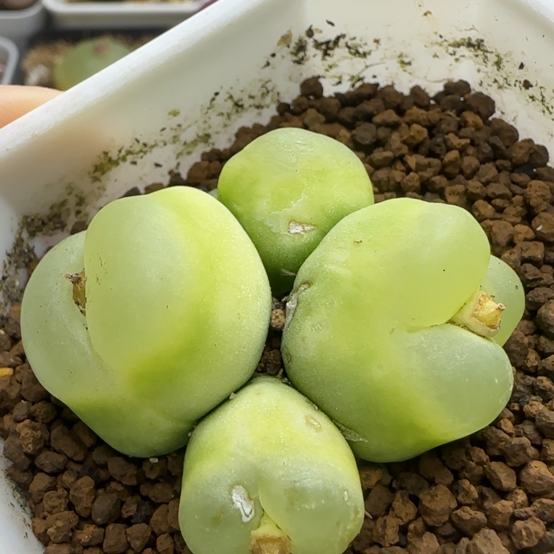 拉登群生奔驰头瑕疵1.5/1.9/2.4/2.5（927）