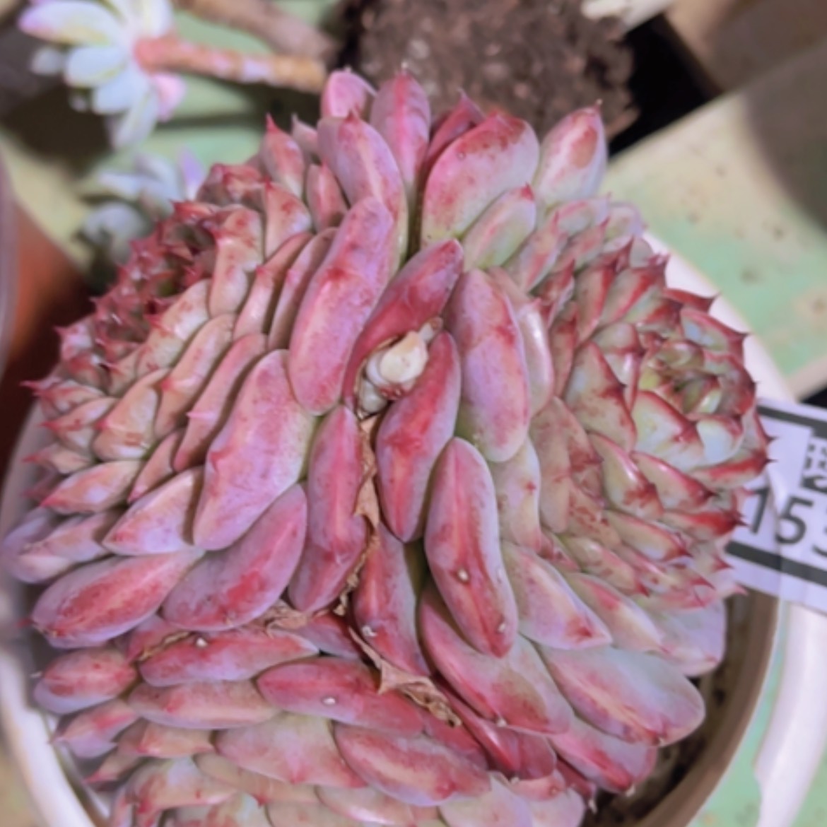 【闪购商品】天鹅绒15332