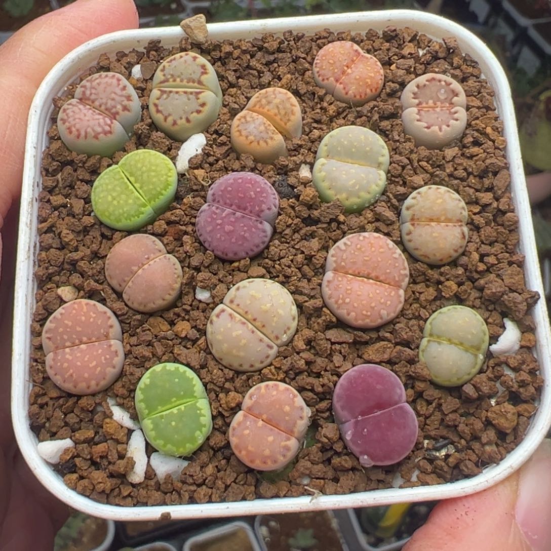 高品质饼干组合多肉百科