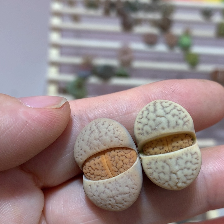 安****7041c166碧赐玉两颗专拍