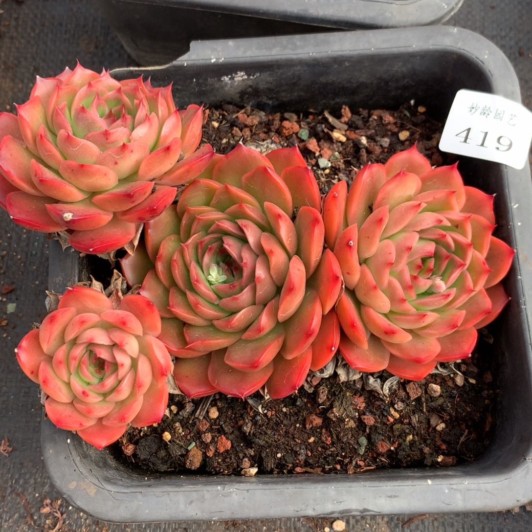 419新年快乐发发发