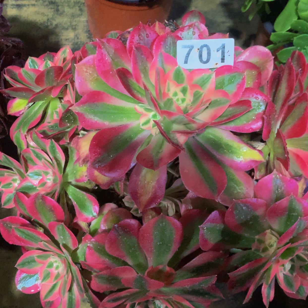 【闪购商品】701女巫多肉
