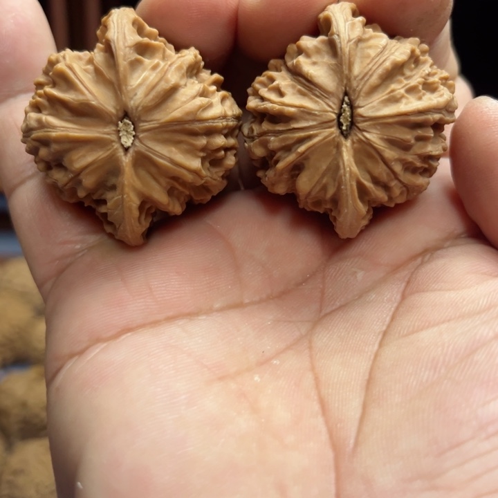 完全开放胜*磨盘核桃