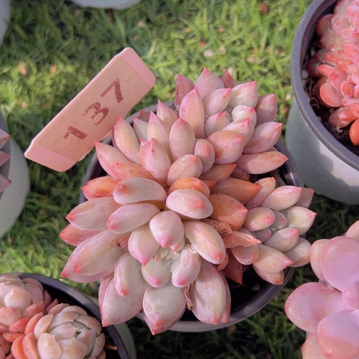 健健康康平平安安