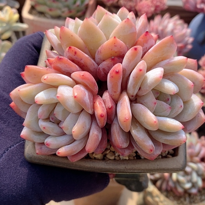 雪天使 h h j p 1122