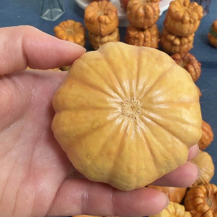 胡***芦墨西哥七彩疙瘩葫芦