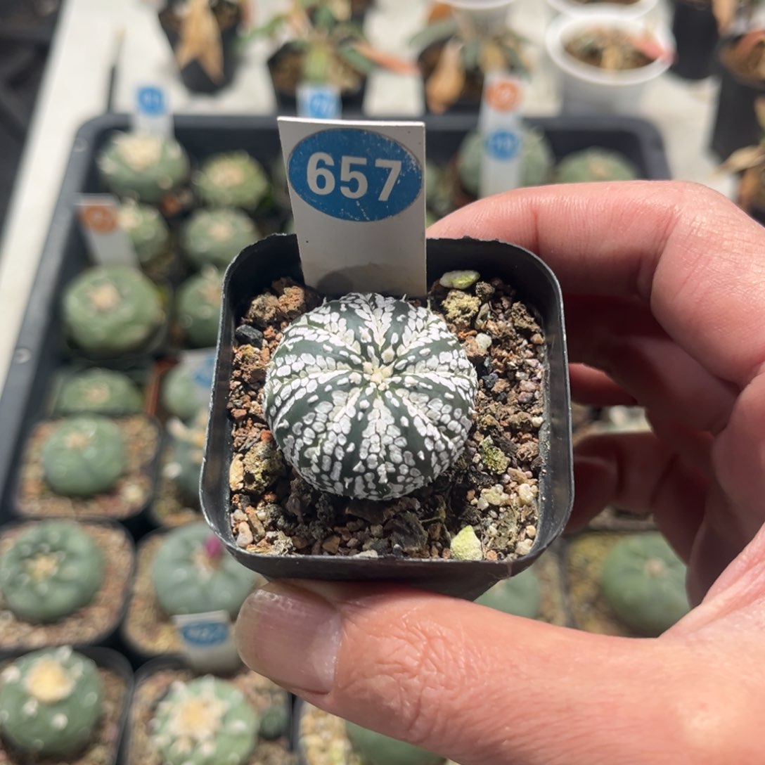 657实生超兜带盆带土发货