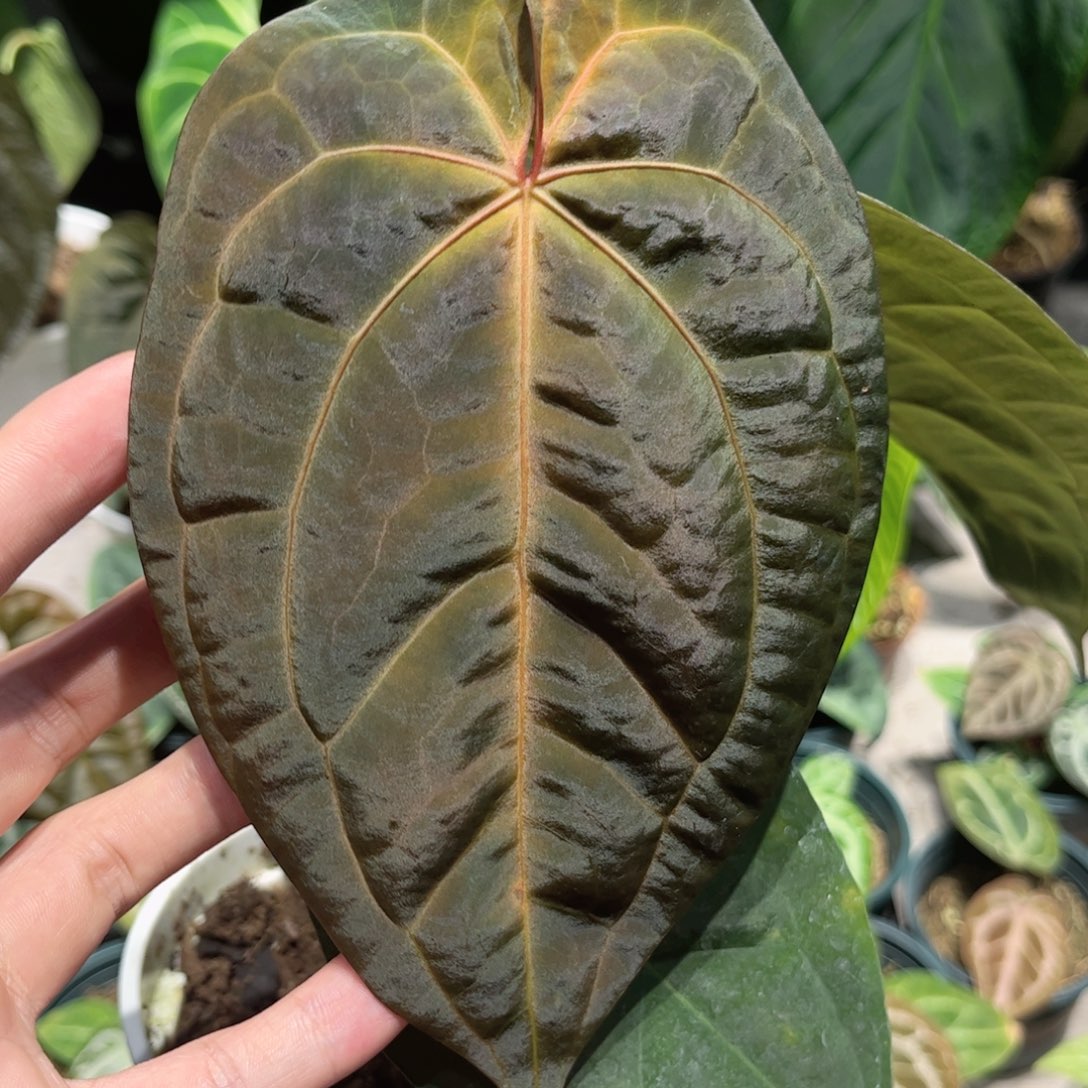 不开花植物黑桃杂红水晶