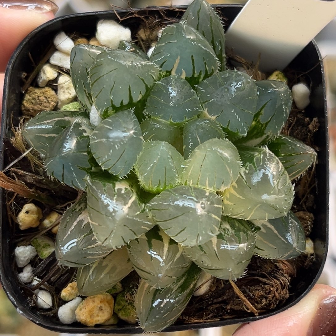 28冰灯毛玉露锦福利专场