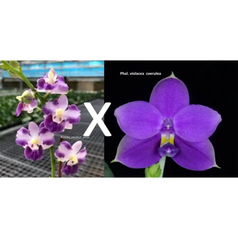 【尾货】2.5寸 蓝色乔伊交印地狗-苗 叶瑕少根 珍奇蝴蝶兰